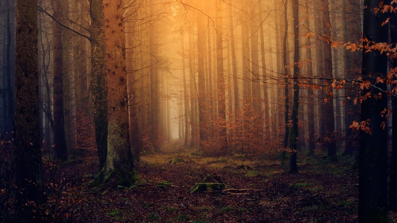 Magical Forest Vibes